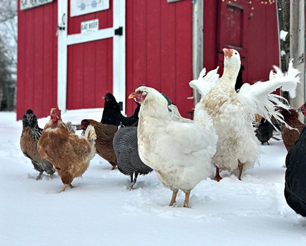 Preventing Frostbite and Protecting Chickens in Winter 5 Mandi%201